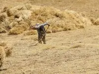 چند درصد برآورد خرید تضمینی گندم در کردستان محقق شد؟ 
