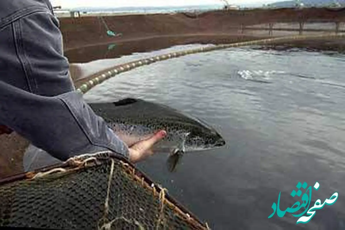 احداث بزرگترین مجتمع پرورش ماهیان گرمابی خرمشهر