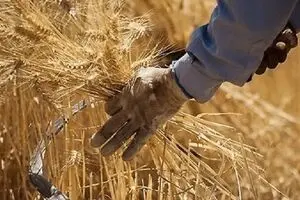 آخرین خبر از پرداخت مطالبات گندمکاران امروز یکشنبه ۴ مرداد ۱۴۰۵ + جزئیات جدید