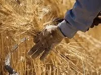 آخرین خبر از پرداخت مطالبات گندمکاران امروز یکشنبه ۴ مرداد ۱۴۰۵ + جزئیات جدید