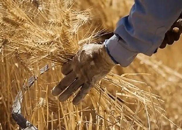 آخرین خبر از پرداخت مطالبات گندمکاران امروز یکشنبه ۴ مرداد ۱۴۰۵ + جزئیات جدید