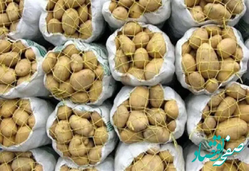 آخرین وضعیت عرضه سیب زمینی در بازار | قیمت ها متعادل می شود؟ 