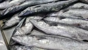 ممنوعیت جدید در خلیج فارس اعمال شد