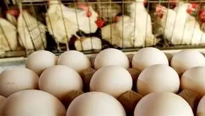 صادرات تخم مرغ رسما ممنوع اعلام شد