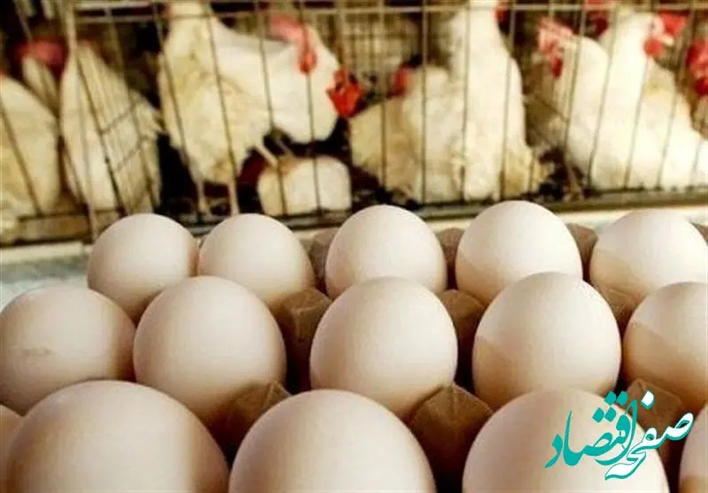 صادرات تخم مرغ رسما ممنوع اعلام شد