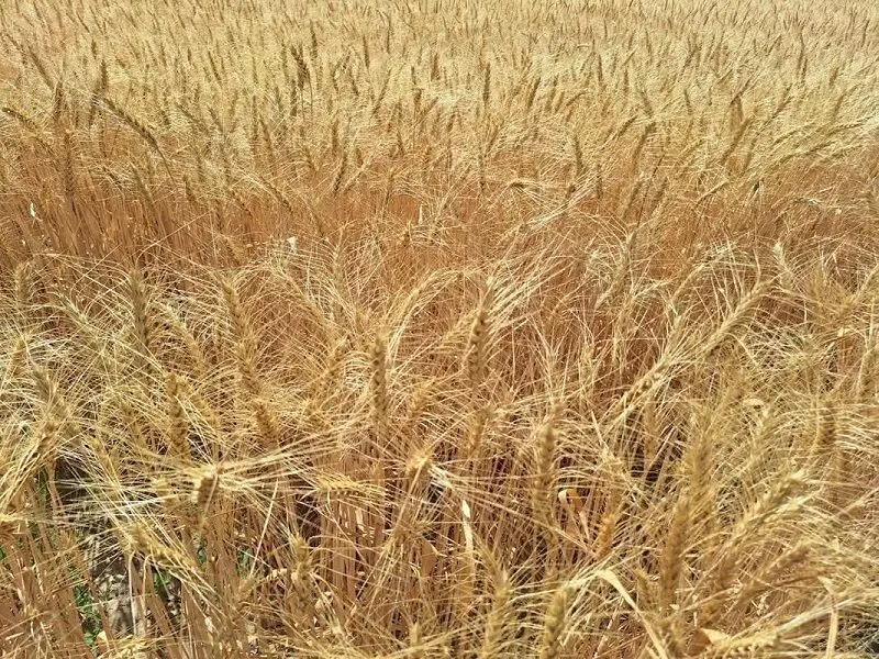 گندم به جای خوراک دام؛ پیامد تأخیر در پرداخت مطالبات گندمکاران 