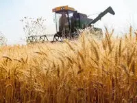 نرخ خرید تضمینی گندم چقدر می‌شود؟ + آخرین خبرها