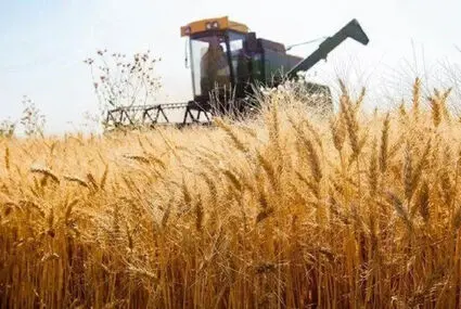 قیمت خرید تضمینی گندم در سال زراعی جدید چقدر شد؟