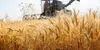 قیمت خرید تضمینی گندم در سال زراعی جدید چقدر شد؟