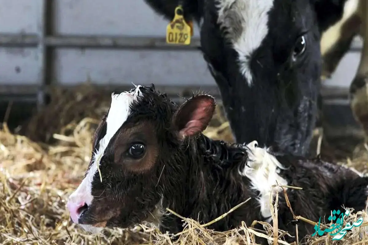 تغییر اساس قیمت دام زنده / قیمت جدید دام زنده در بازار امروز پنجشنبه ۱ شهریور ماه ۱۴۰۳  + جدول