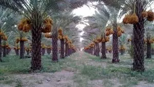 ثبت جهانی خرمای زاهدی طلحه دشتستان 