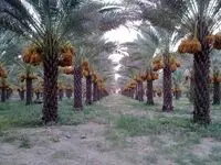 ثبت جهانی خرمای زاهدی طلحه دشتستان 