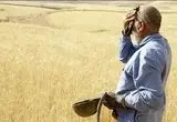خرید تضمینی گندم؛ تعلل دولت، پشیمانی کشاورز