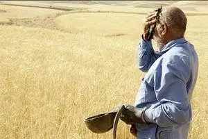 خرید تضمینی گندم؛ تعلل دولت، پشیمانی کشاورز