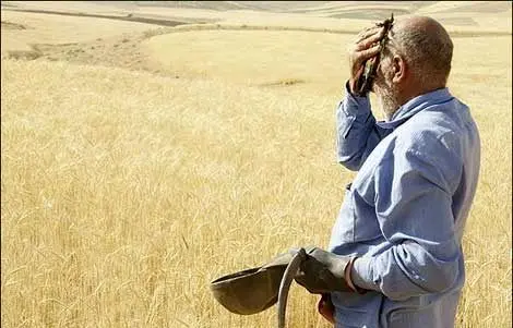 خرید تضمینی گندم؛ تعلل دولت، پشیمانی کشاورز