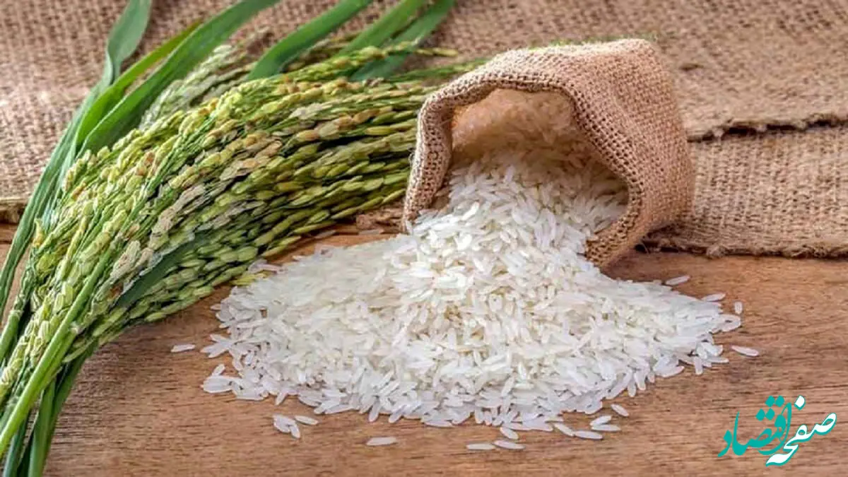 قیمت برنج امروز چقدره؟ / آخرین قیمت برنج ایرانی و هندی امروز پنجشنبه ۲۵ بهمن ۱۴۰۳