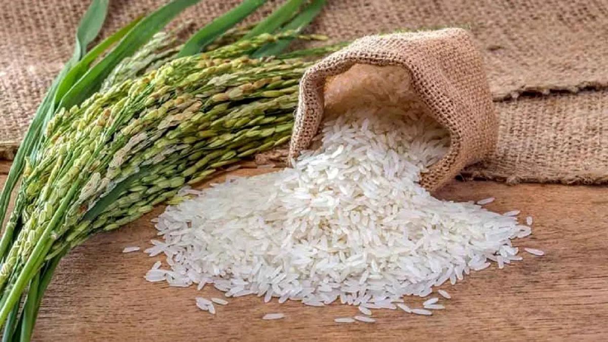 تکرار سناریوی گرانی برنج!/ماجرای افزایش قیمت برنج چیست؟