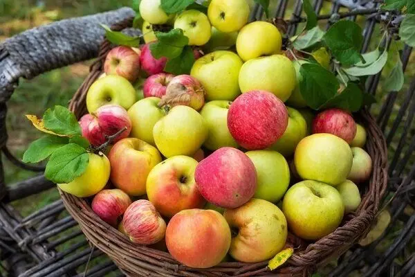 چقدر خوردن روزانه سیب مفید است؟