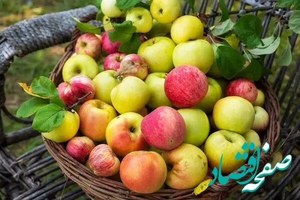 چقدر خوردن روزانه سیب مفید است؟