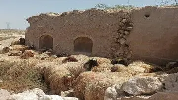 جدول قیمت جدید دام‌ زنده امروز چهارشنبه ۱۱ مهر ۱۴۰۳