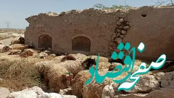 جدول قیمت جدید دام‌ زنده امروز چهارشنبه ۱۱ مهر ۱۴۰۳