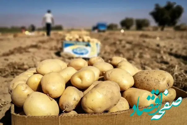 آیا سیب‌زمینی‌های وارداتی آلوده هستند؟ | واردات سیب‌زمینی تا تنظیم بازار ادامه دارد