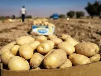 آیا سیب‌زمینی‌های وارداتی آلوده هستند؟ | واردات سیب‌زمینی تا تنظیم بازار ادامه دارد