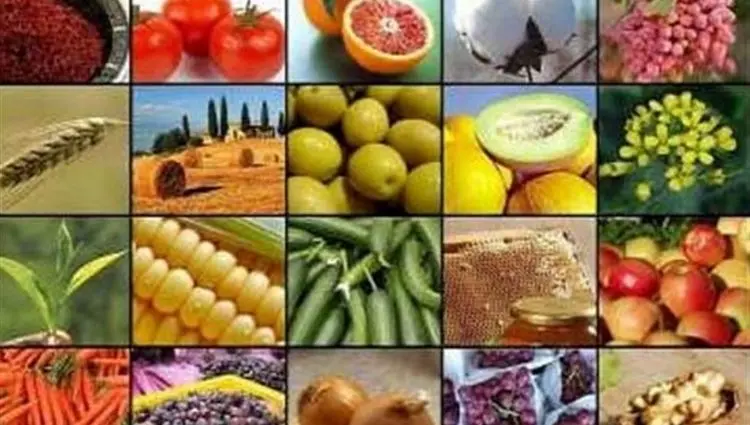 صادرات این ۲۰ محصول کشاورزی آزاد شد+ فهرست محصولات
