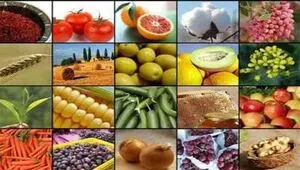 صادرات این ۲۰ محصول کشاورزی آزاد شد+ فهرست محصولات