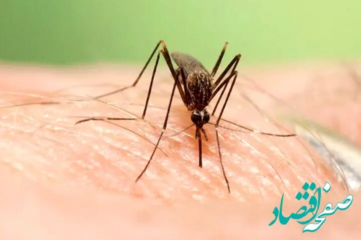 تهدید جدی  پشه آئدس