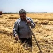آخرین خبر از پرداخت مطالبات گندمکاران به گفته رئیس بنیاد ملی گندم‌کاران ایران