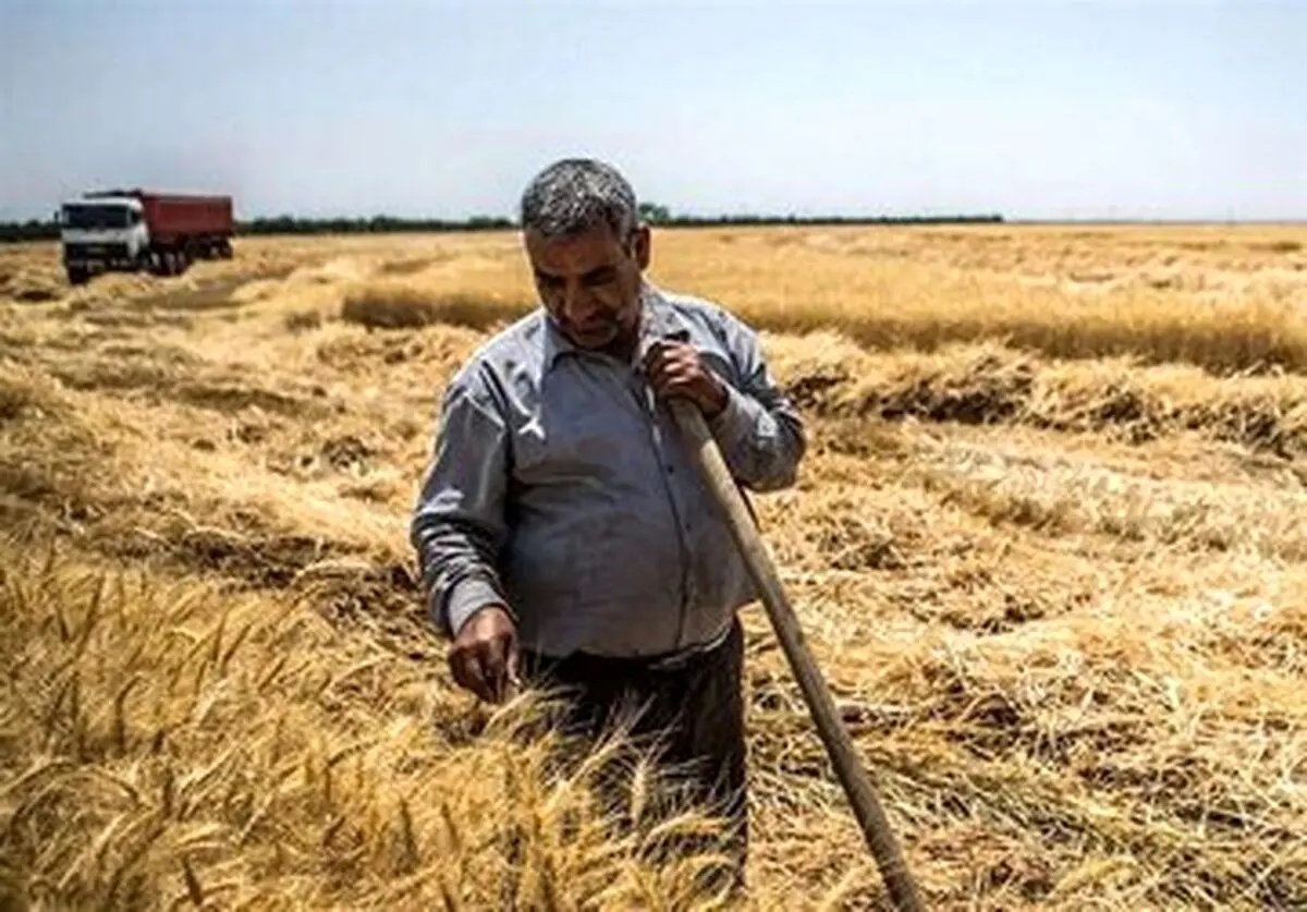 آخرین خبر از پرداخت مطالبات گندمکاران به گفته رئیس بنیاد ملی گندم‌کاران ایران