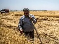 آخرین خبر از پرداخت مطالبات گندمکاران به گفته رئیس بنیاد ملی گندم‌کاران ایران