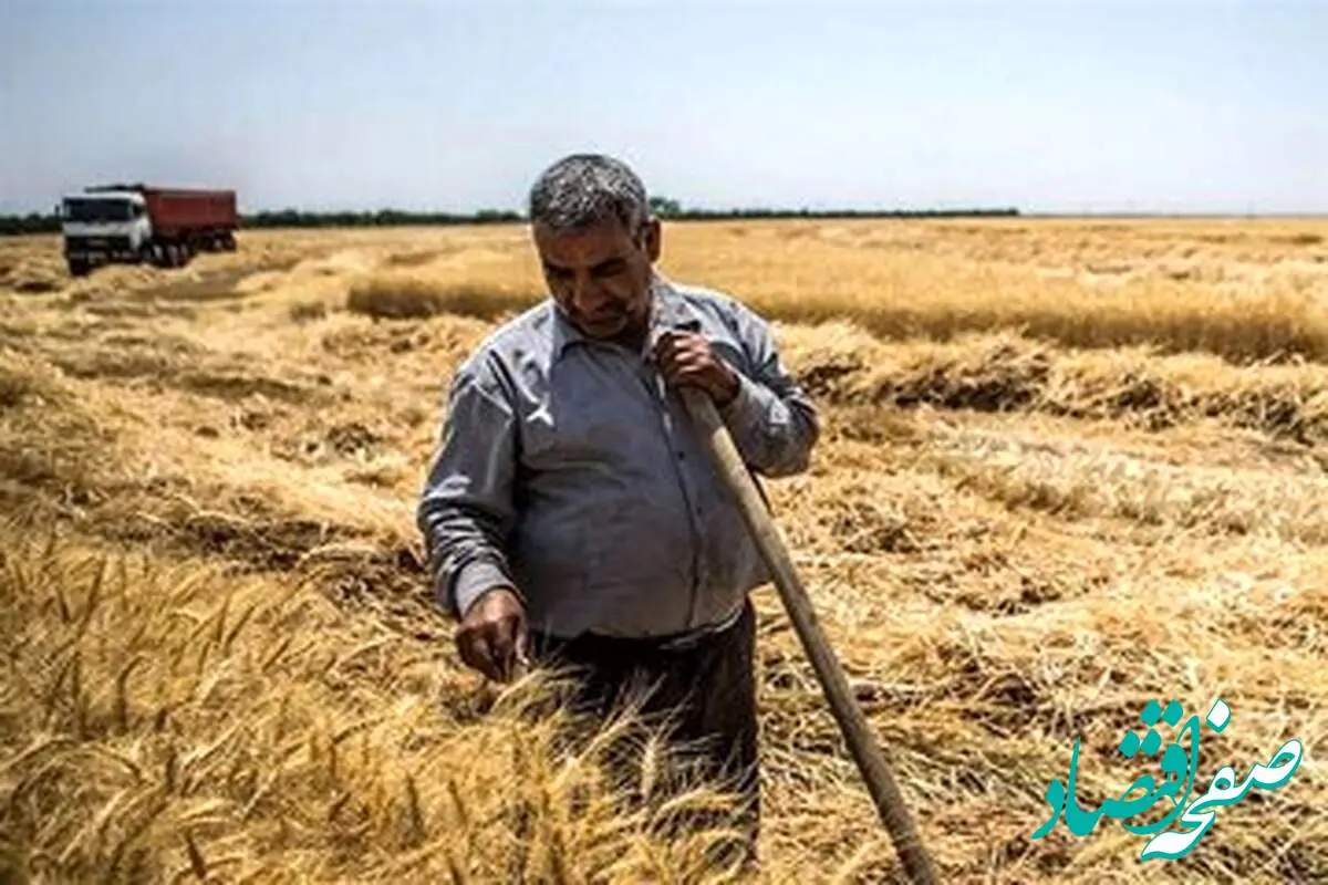آخرین خبر از پرداخت مطالبات گندمکاران به گفته رئیس بنیاد ملی گندم‌کاران ایران
