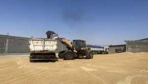 آخرین خبر از خرید تضمینی گندم امروز شنبه ۱۷ خرداد ماه ۱۴۰۴ + خبر جدید از پرداخت مطالبات گندمکاران