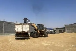 آخرین خبر از خرید تضمینی گندم امروز شنبه ۱۷ خرداد ماه ۱۴۰۴ + خبر جدید از پرداخت مطالبات گندمکاران