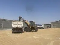 آخرین خبر از خرید تضمینی گندم امروز شنبه ۱۷ خرداد ماه ۱۴۰۴ + خبر جدید از پرداخت مطالبات گندمکاران