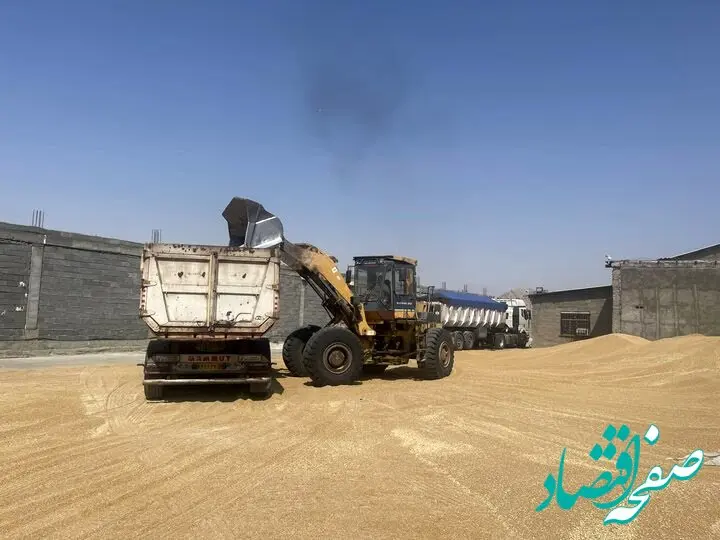 آخرین خبر از خرید تضمینی گندم امروز شنبه ۱۷ خرداد ماه ۱۴۰۴ + خبر جدید از پرداخت مطالبات گندمکاران