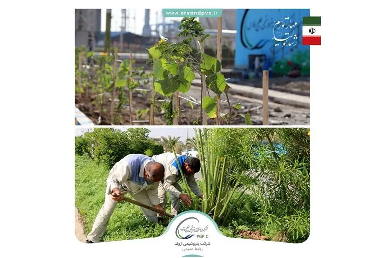 مجتمع پتروشیمی اروند با کاشت درختان مثمر ثمر، سرانه فضای سبز خود را ارتقا داد