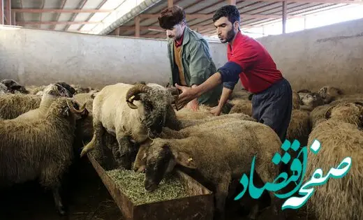 قیمت دام چه تغییری کرد؟ / قیمت دام زنده امروز جمعه ۱۹ مرداد ۱۴۰۳ اعلام شد