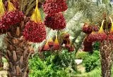 تأکید بر اجرای خرید تضمینی برای حمایت از خرماکاران