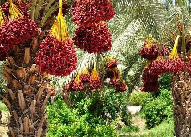 تأکید بر اجرای خرید تضمینی برای حمایت از خرماکاران
