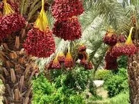 تأکید بر اجرای خرید تضمینی برای حمایت از خرماکاران