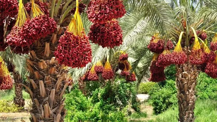 تأکید بر اجرای خرید تضمینی برای حمایت از خرماکاران