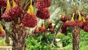 تأکید بر اجرای خرید تضمینی برای حمایت از خرماکاران