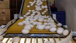 قیمت تخم مرغ در بازار امروز ۱۰ بهمن ۱۴۰۴