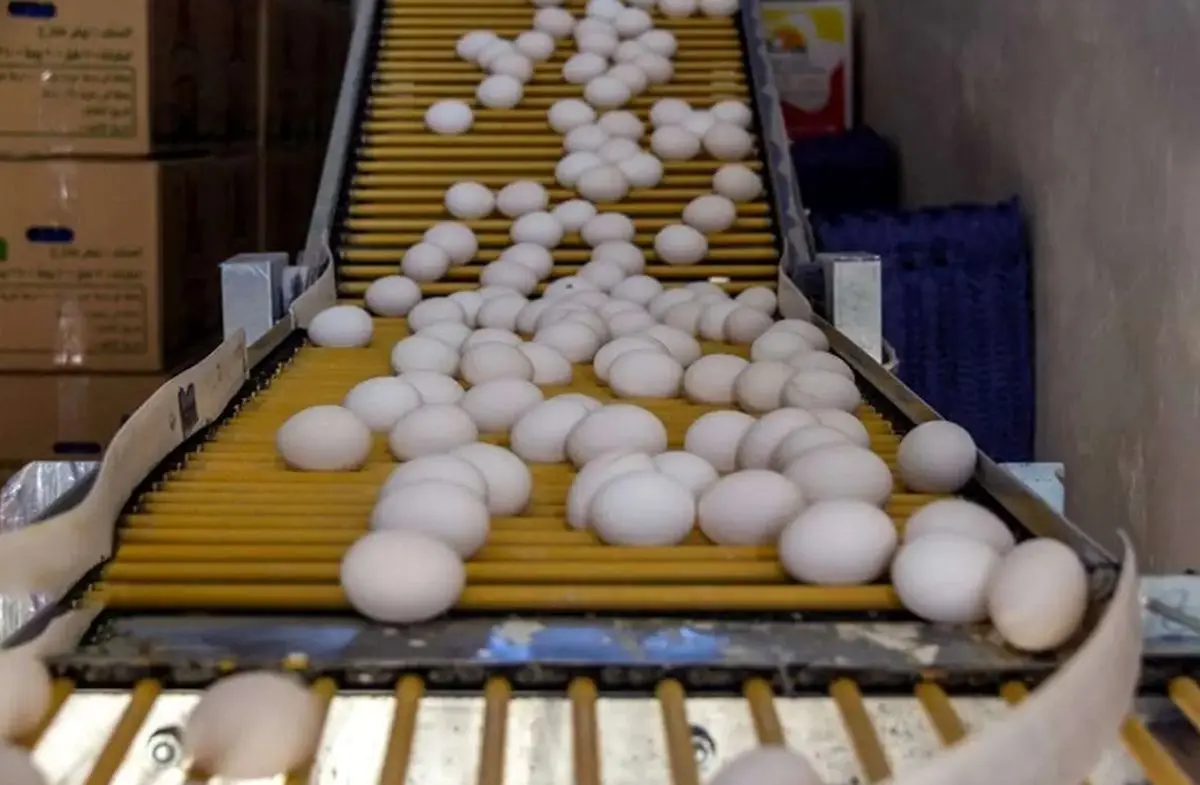 قیمت تخم مرغ در بازار امروز ۱۰ بهمن ۱۴۰۴