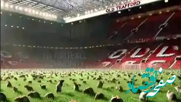 حمله موش ها به ورزشگاه الدترافورد