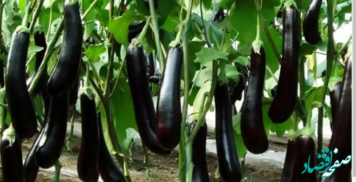 رکورد گرانی در بازار میوه و تره بار اینبار به بادمجان رسید!