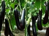 رکورد گرانی در بازار میوه و تره بار اینبار به بادمجان رسید!
